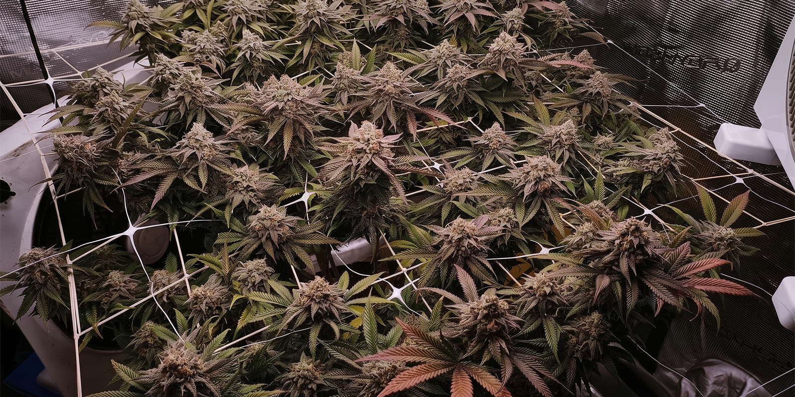 SCROG und Beschneiden SCROG und Beschneiden