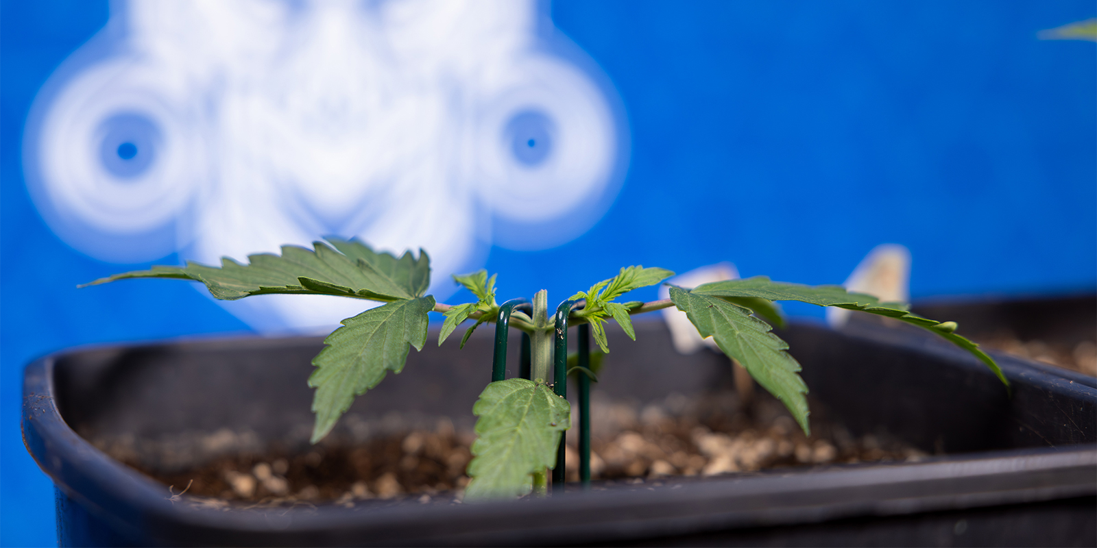 Cannabis-Pflanzen toppen Cannabis-Pflanzen toppen