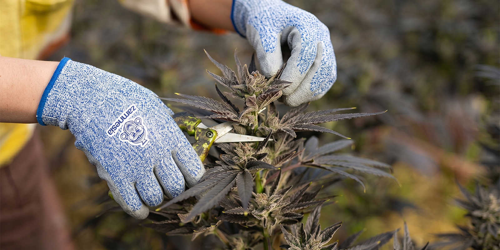 Wann solltest du Cannabis beschneiden? Wann solltest du Cannabis beschneiden?