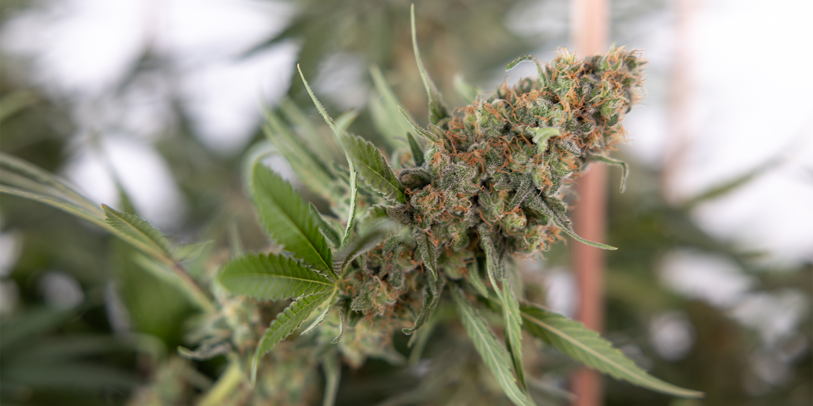 Warum Cannabispflanzen beschneiden? Warum Cannabispflanzen beschneiden?