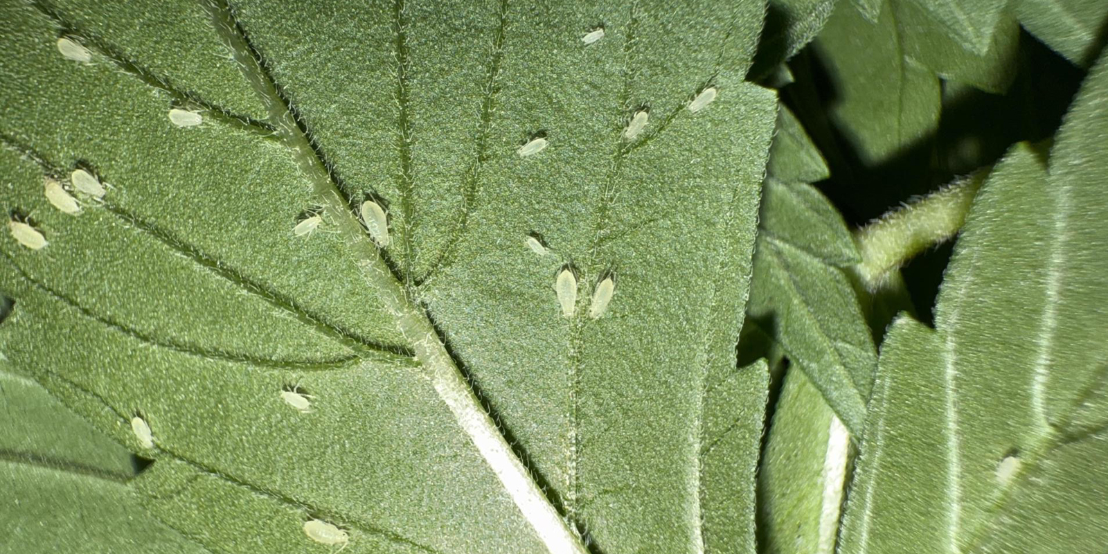 Wie erkennt man Blattl&auml;use an Cannabispflanzen?