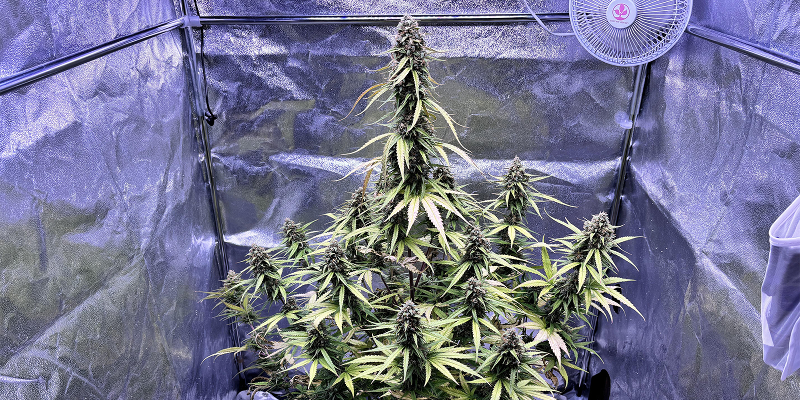 Wie beugt man Blattl&auml;usen an Cannabispflanzen vor?