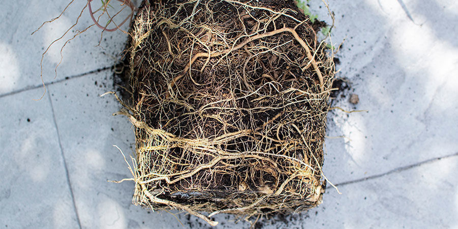 Wie Man Cannabispflanzen Mit Ringwurzeln Identifiziert