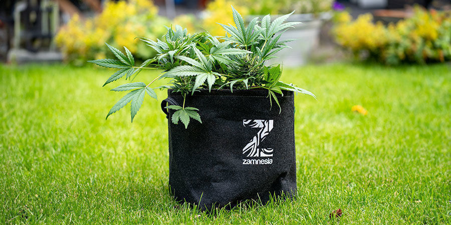 Wie Man Ringwurzeln Bei Cannabis Verhindert