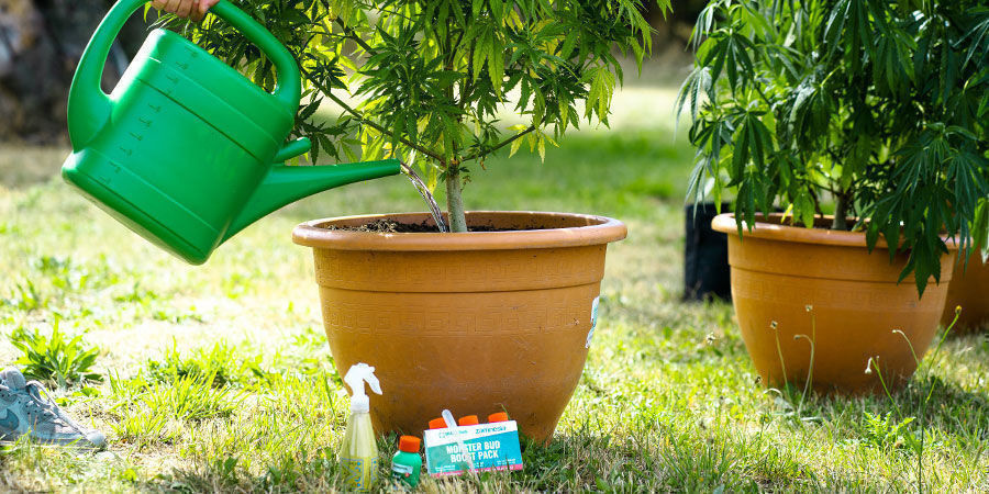 Halte Deine Wurzeln Glücklich, Gesund Und Frei