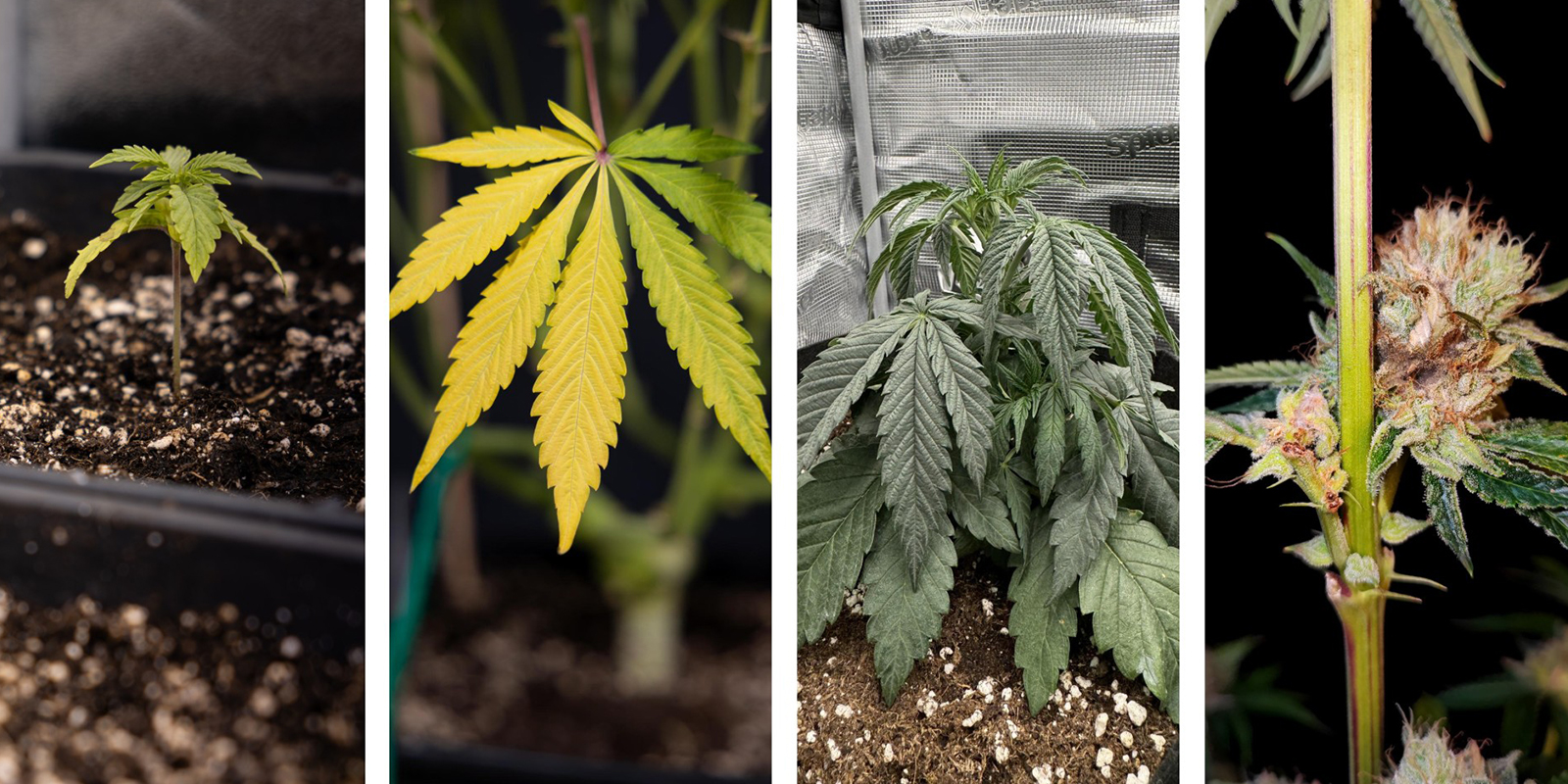 Oberirdische Symptome Oberirdische Symptome