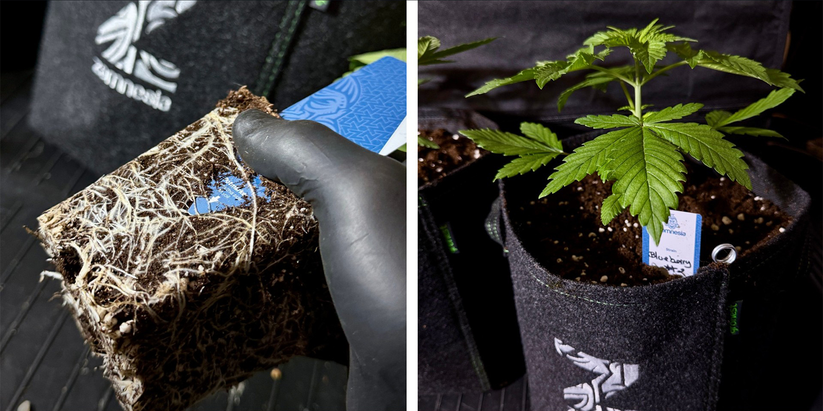 Option 1: In einen größeren Topf umtopfen Option 1: In einen größeren Topf umtopfen