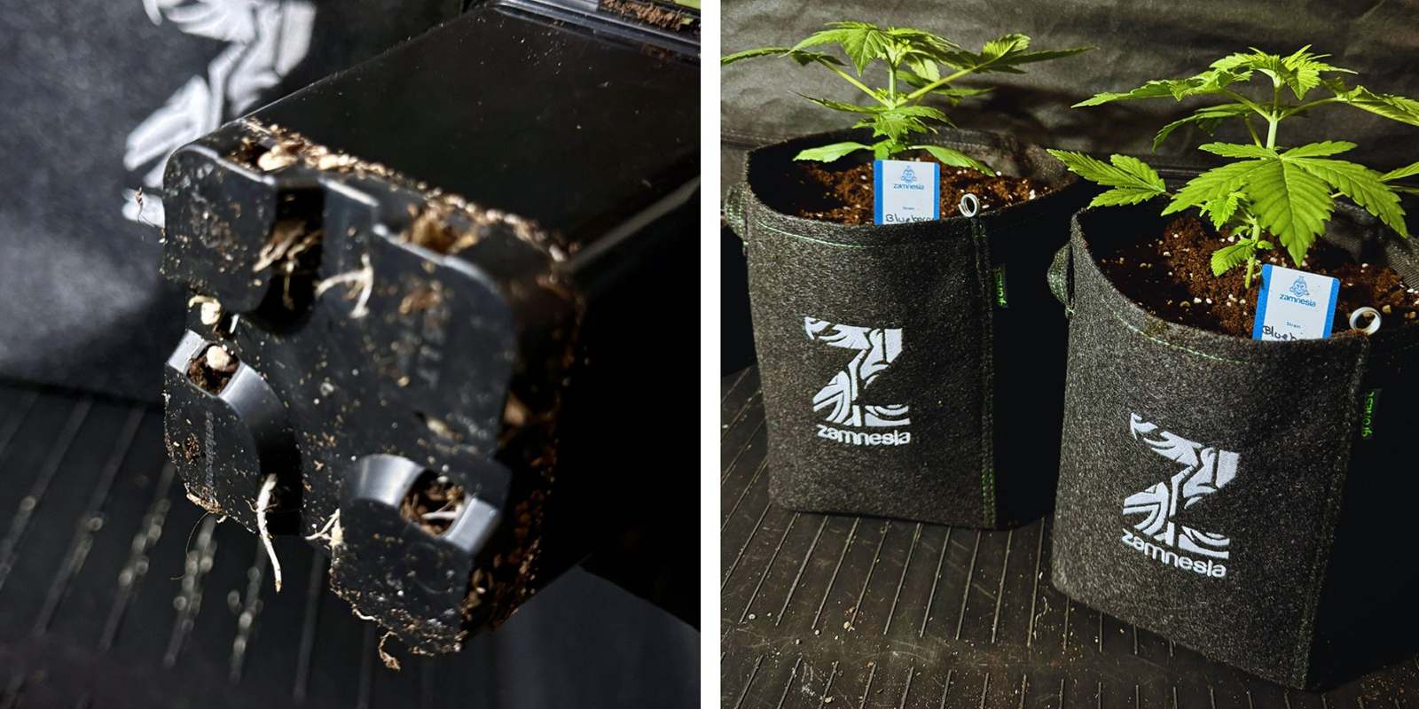 Ringwurzeln in Zukunft vermeiden Ringwurzeln in Zukunft vermeiden