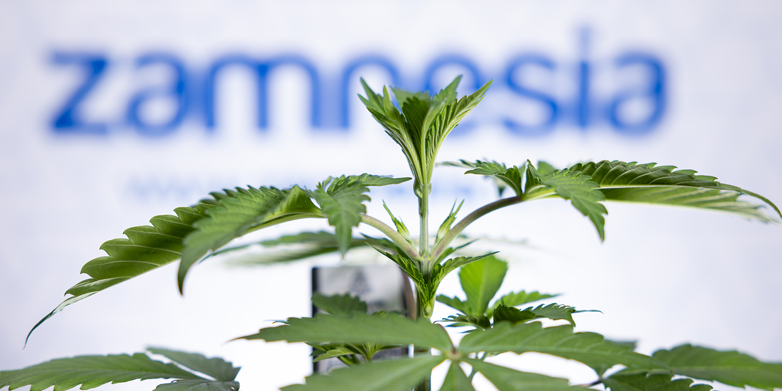 Wurzelprobleme? Gelöst. Jetzt können deine Pflanzen wieder durchstarten! Wurzelprobleme? Gelöst. Jetzt können deine Pflanzen wieder durchstarten!