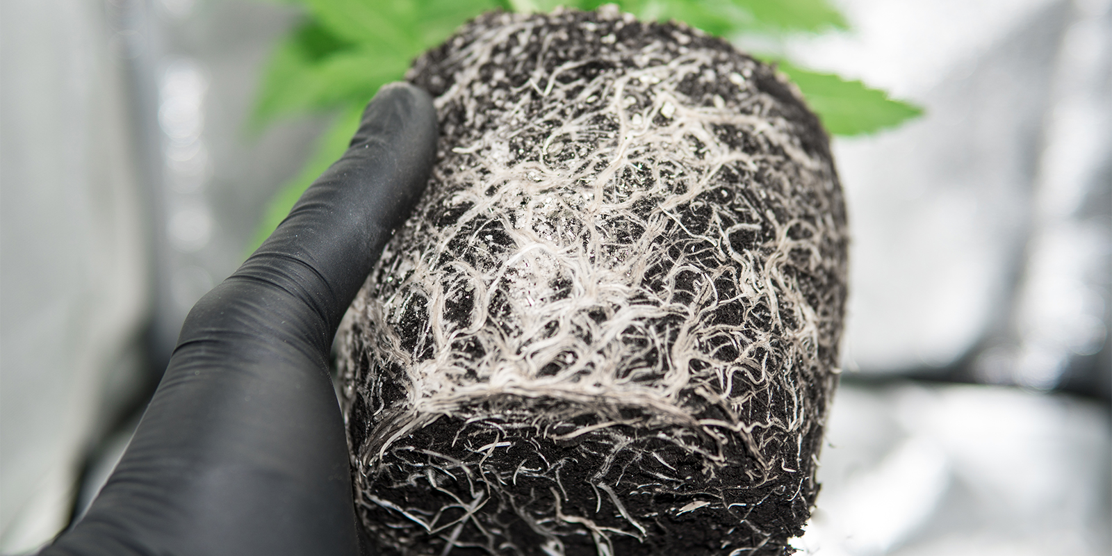 Hinweise in der Wurzelzone Hinweise in der Wurzelzone