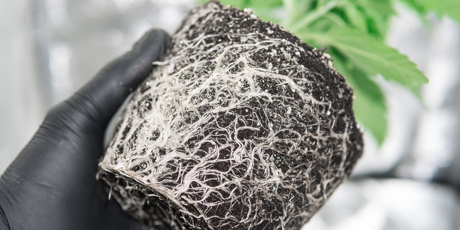 Was sind Cannabis-Ringwurzeln? Was sind Cannabis-Ringwurzeln?