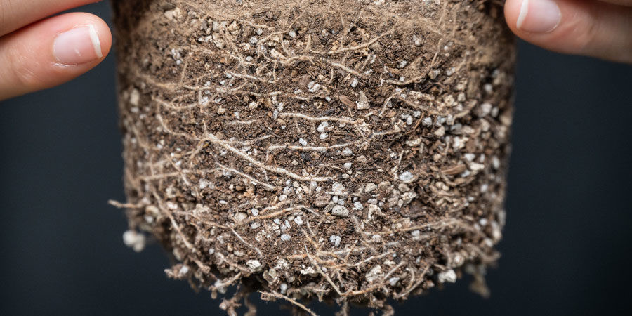 Was Versteht Man Unter Einer Cannabispflanze Mit Ringwurzeln?