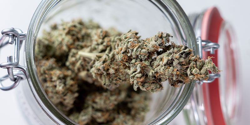 Bereit für den nächsten Schritt? Starte jetzt mit dem Curing deines Weeds!