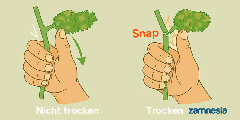 Wie erkennt man, ob Buds richtig getrocknet und bereit zum Fermentieren sind?