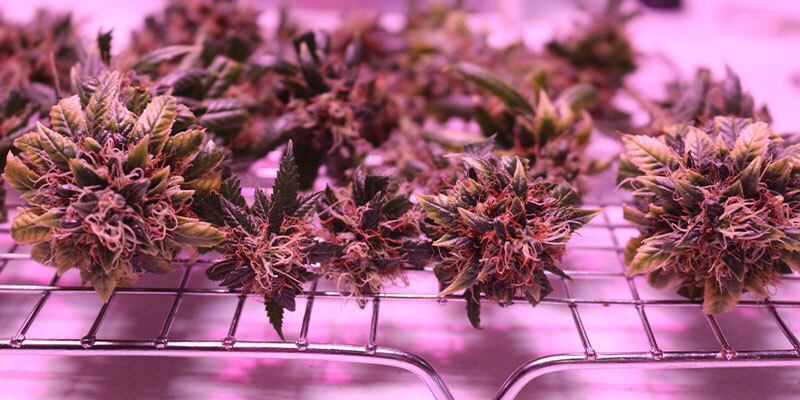 Trockengitter verwenden