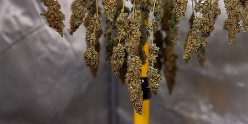 Warum muss man Cannabis trocknen?