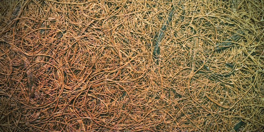 Substrat Und Aeroponics Oder Aero-hydroponik Substrat und aeroponics oder Aero-Hydroponik