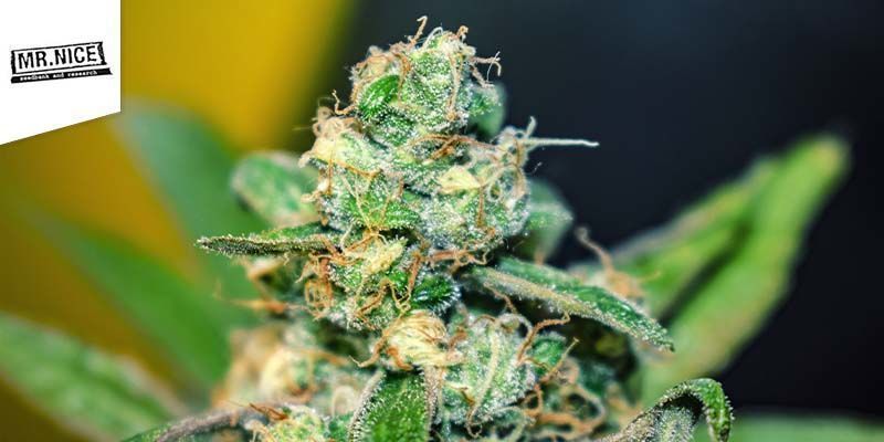 Critical Mass (Mr. Nice) Critical Mass (Mr. Nice)