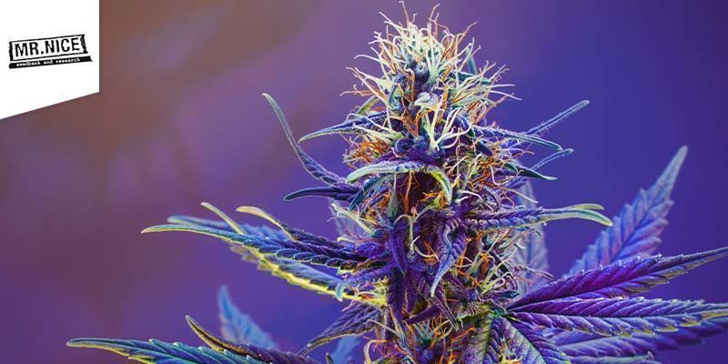 Black Widow (Mr. Nice) Black Widow (Mr. Nice)