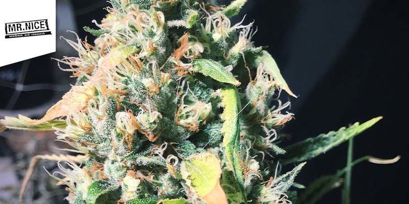 Super Silver Haze (Mr. Nice) Super Silver Haze (Mr. Nice)