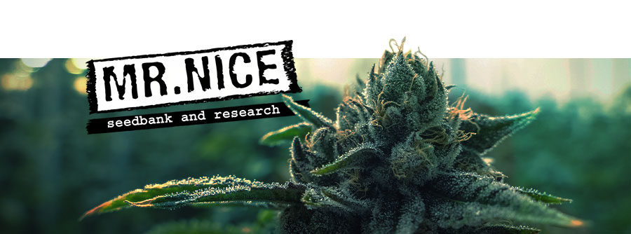 Mr. Nice Seeds Mr. Nice Seeds