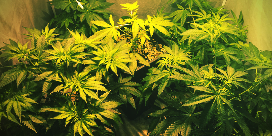 OG Kush Anbauen OG Kush anbauen