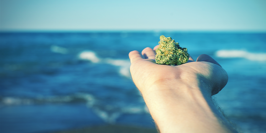 Der Ursprung Von OG Kush Der Ursprung von OG Kush