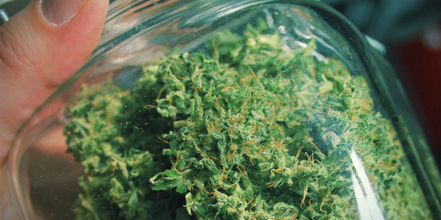 Aroma Und Geschmack Von Amnesia Haze Aroma und Geschmack von Amnesia Haze