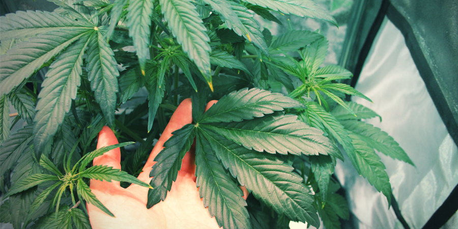 Amnesia Haze Anbauen Amnesia Haze anbauen