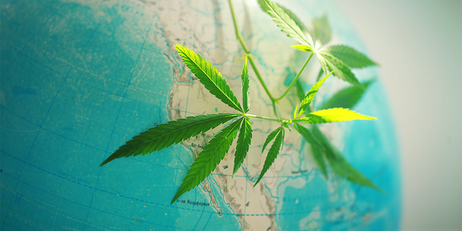 Geschichte Von Amnesia Haze Geschichte von Amnesia Haze