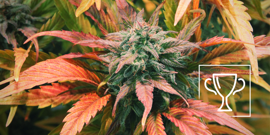 Zamnesia Seeds - Amnesia Haze: Mehrfacher Cannabis Cup Gewinner Zamnesia Seeds - Amnesia Haze: Mehrfacher Cannabis Cup Gewinner
