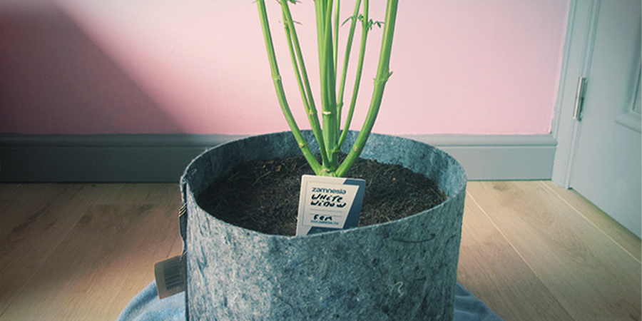 Wie Wächst White Widow Feminisiert? Wie wächst White Widow feminisiert?