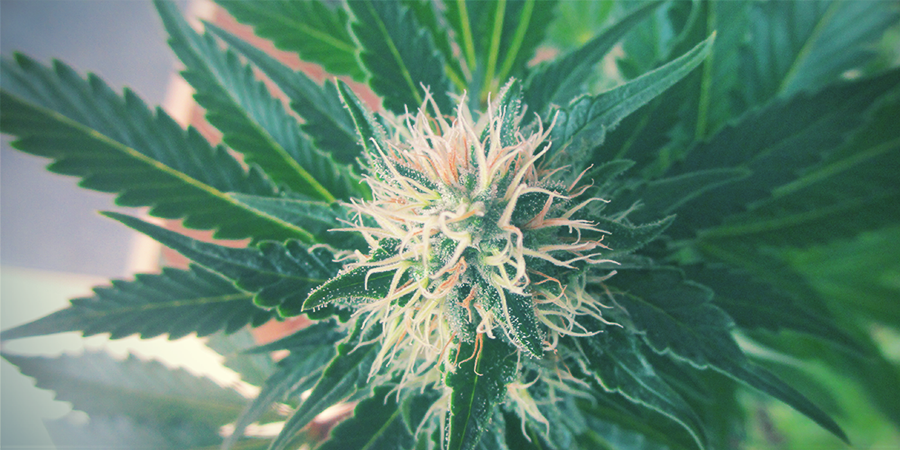 Wie Stark Ist White Widow Feminisiert? Wie stark ist White Widow feminisiert?