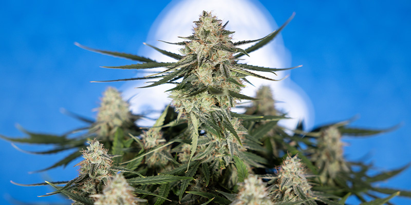 Do-Si-Dos F1 (Zamnesia Seeds)