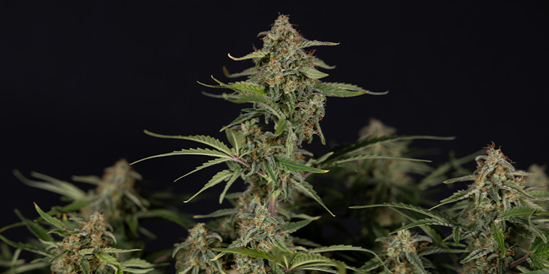 Green Cure CBD F1 (Zamnesia Seeds)