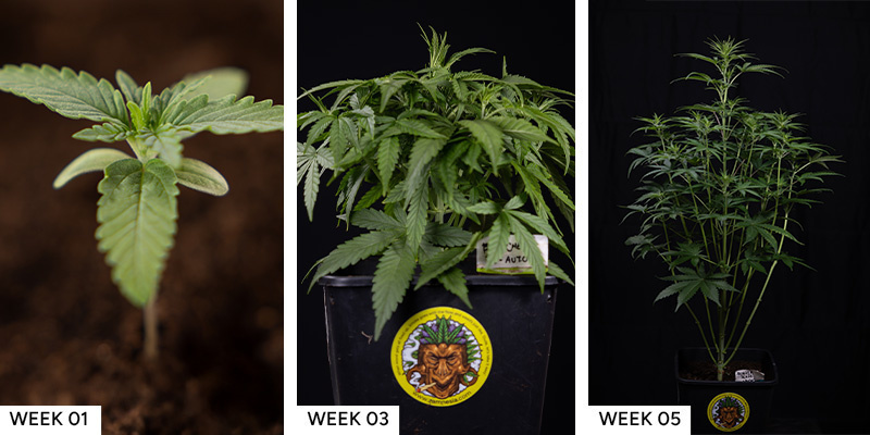 Blue Cheese F1 Hybrid Blue Cheese F1 Hybrid cannabis seeds