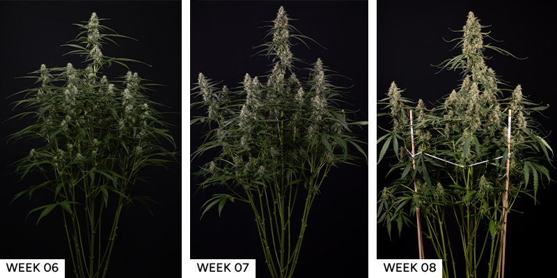 Blue Cheese F1 Hybrid Blue Cheese F1 Hybrid Cannabis Seeds