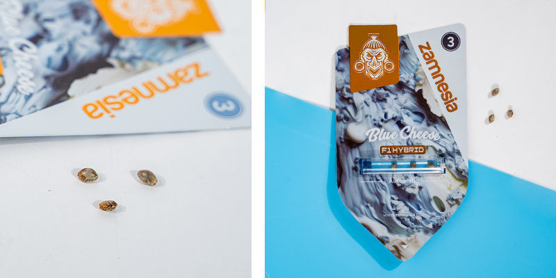 Blue Cheese F1 Automatic (Zamnesia Seeds) Feminisiert Blue Cheese F1 Automatic (Zamnesia Seeds) Feminisiert