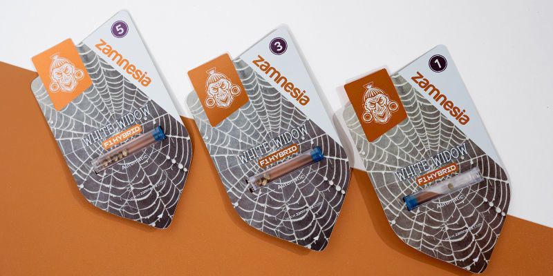 White Widow F1 Automatic (Zamnesia Seeds) Feminisiert White Widow F1 Automatic (Zamnesia Seeds) Feminisiert