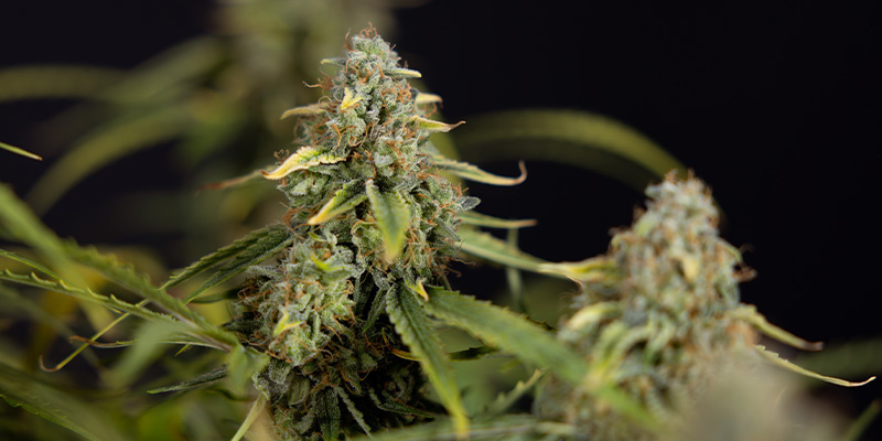 Green Crack F1 Automatic (Zamnesia Seeds) Feminized Green Crack F1 Automatic (Zamnesia Seeds) Feminized
