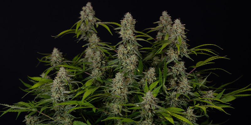 Green Crack F1 (Zamnesia Seeds)