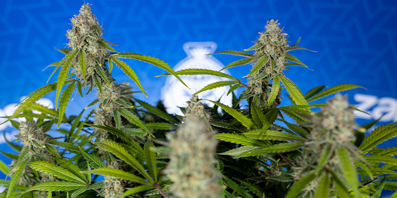 Green Crack F1 Automatic (Zamnesia Seeds) Feminized Green Crack F1 Automatic (Zamnesia Seeds) Feminized