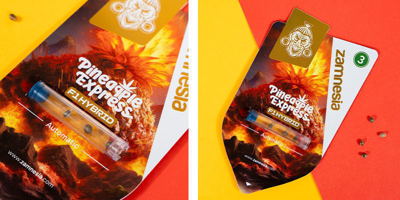 Pineapple Express F1 Automatic (Zamnesia Seeds) Feminisiert