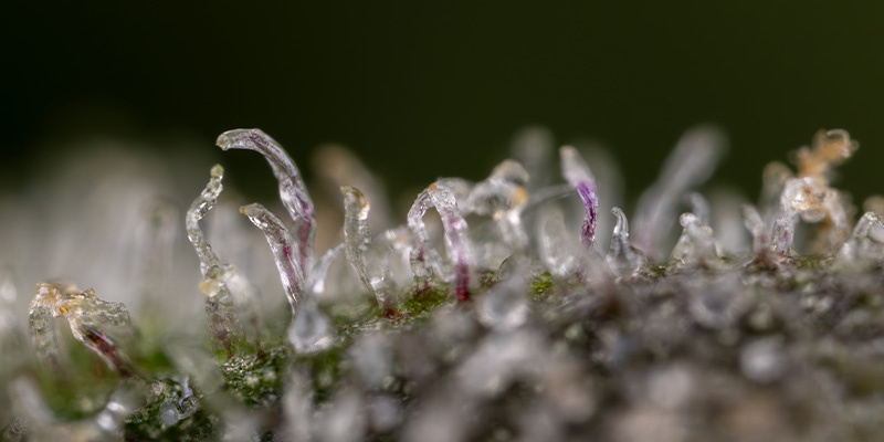 Karen Kush Photoperiod