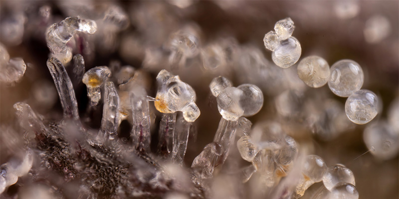 Trichome