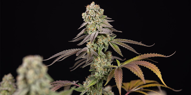 LA Kush Cake Blüte