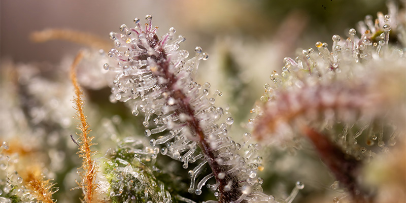 LA Kush Cake Trichome