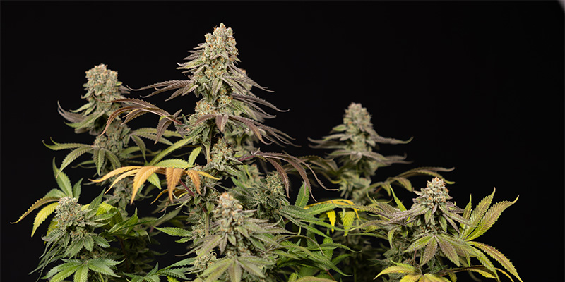 LA Kush Cake Pflanze