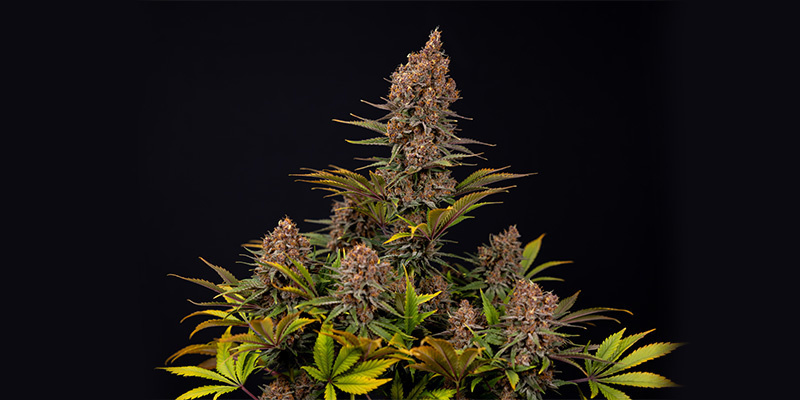 Black Runtz (Zamnesia Seeds)