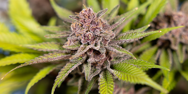 Rainbow Sherbet Auto (Zamnesia Seeds)